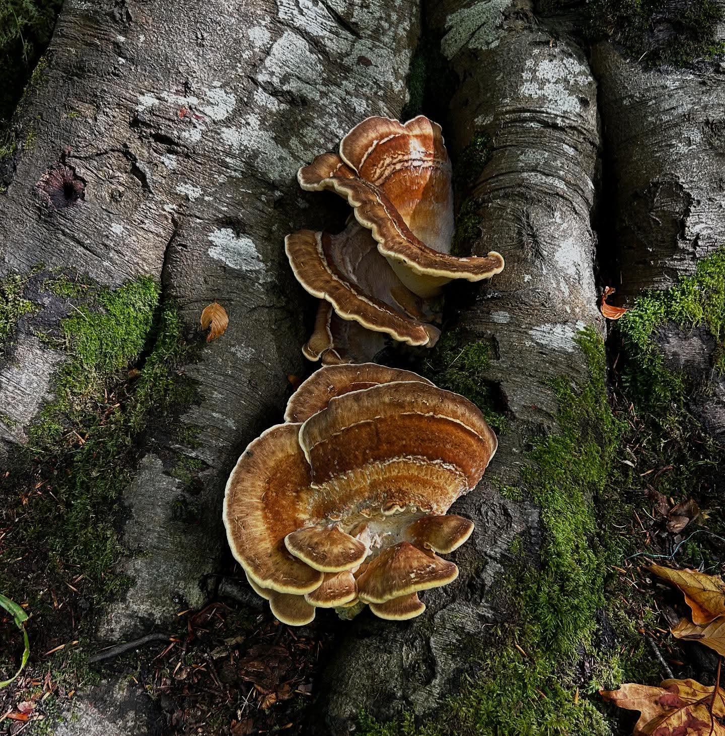 Renscault Brooghs photo 4