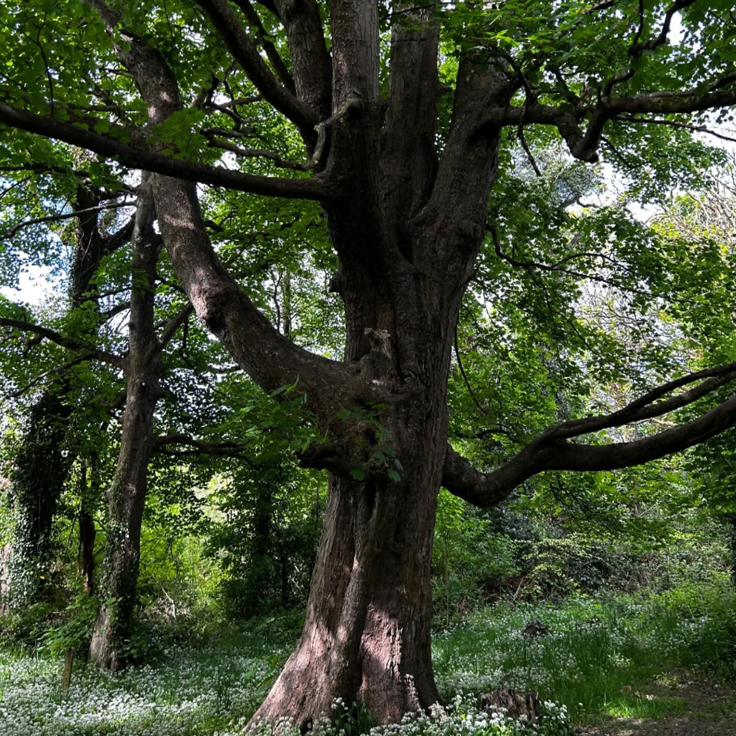 Renscault Brooghs — Year One