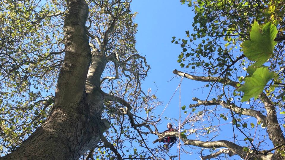 Arborist Ben Brooker