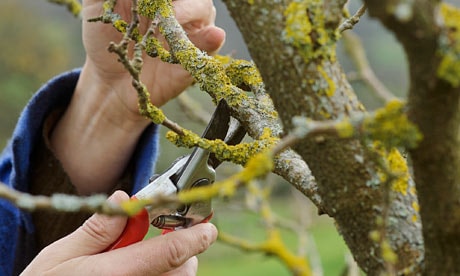 November tree pruning