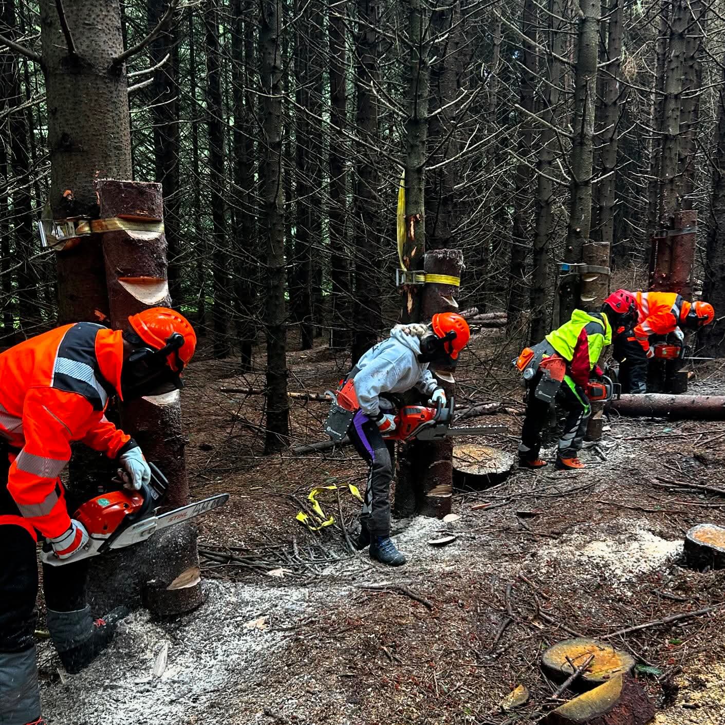 Chainsaw Cross-Cutting Technique