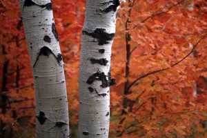 how-to-plant-birch-tree