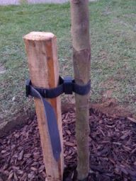 tree__staked_0